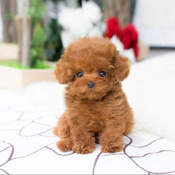 Realistic Teddy Dog Lucky Plush Puppy