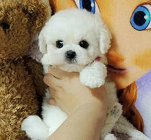 Realistic Teddy Dog Lucky Plush Puppy