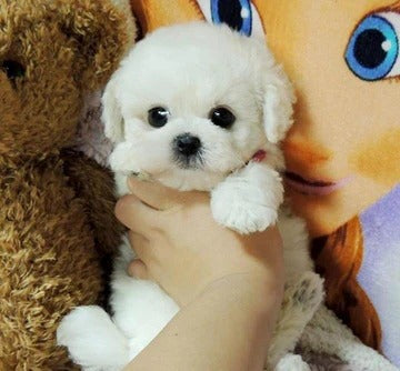 Realistic Teddy Dog Lucky Plush Puppy