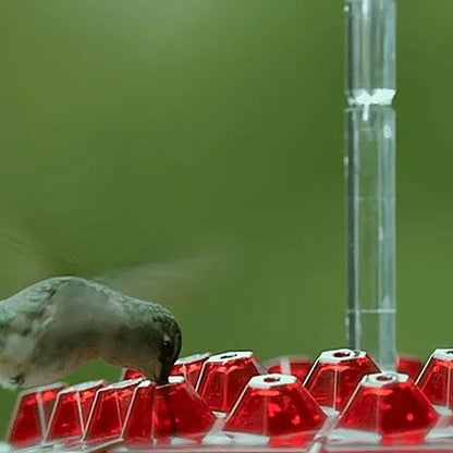 Hummingbird Feeder With Built-In Ant Moat